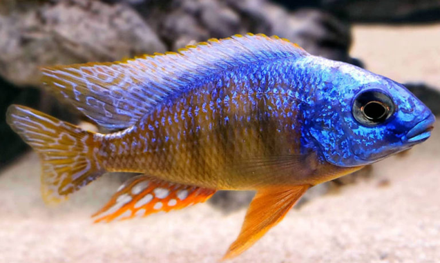 Live Fish African Cichlid Taiwan Reef (Protomelas Sp. "Steveni Taiwan")(CHD-116)U003