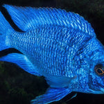 Live Fish African Cichlid Mdoka White Lips (Placidochromis Phenochilus White Lip)(CHD-117)