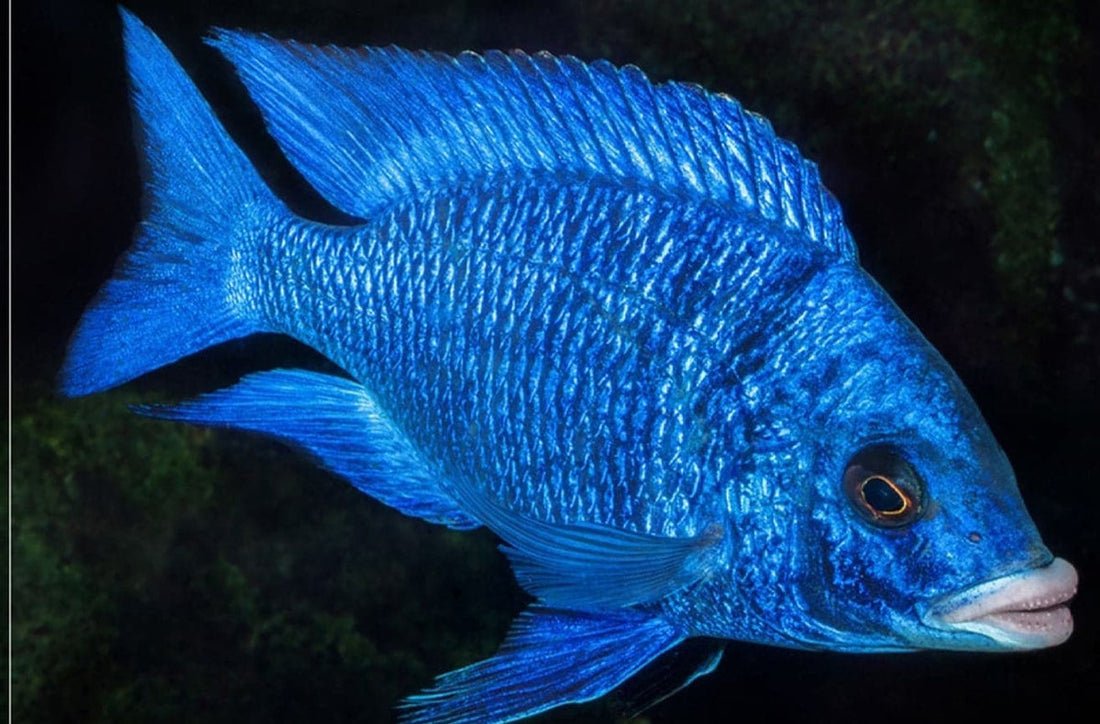Live Fish African Cichlid Mdoka White Lips (Placidochromis Phenochilus White Lip)(CHD-117)