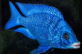 Live Fish African Cichlid Mdoka White Lips (Placidochromis Phenochilus White Lip)(CHD-117)