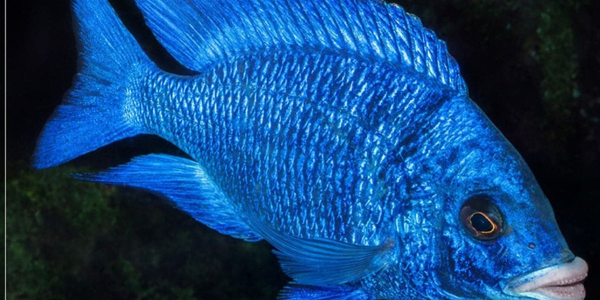 Mdoka White Lips Cichlid (Placidochromis Phenochilus White Lip