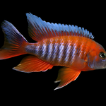 Live Freshwater Aquarium Red Jacob Peacock Cichlid (Aulonocara Jacobfreibergi)(CHD-118)U012