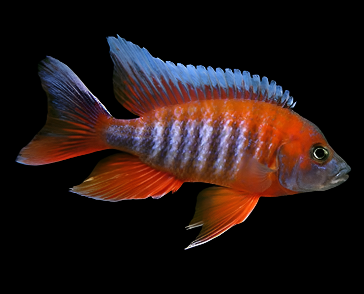 Live Freshwater Aquarium Red Jacob Peacock Cichlid (Aulonocara Jacobfreibergi)(CHD-118)U012