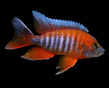 Live Freshwater Aquarium Red Jacob Peacock Cichlid (Aulonocara Jacobfreibergi)(CHD-118)U012