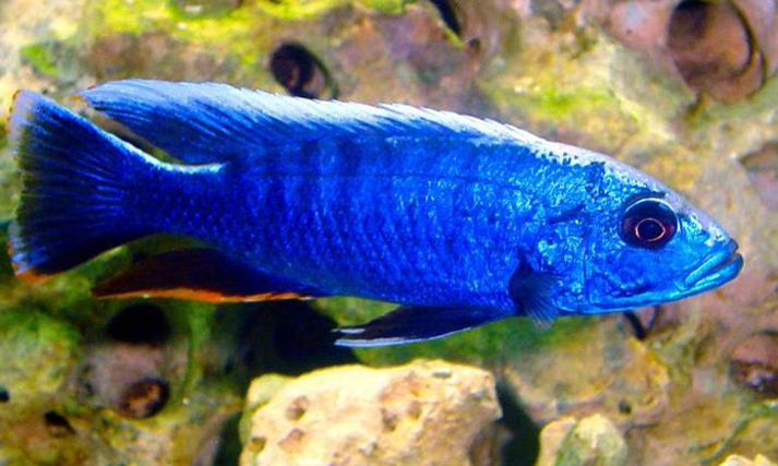Live Fish African Cichlid Electric Blue Hap (Sciaenochromis Ahli)(CHD-124) U003