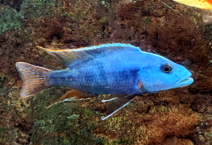 Live Fish African Cichlid Fusco Cichlid (Nimbochromis Fuscotaeniatus)(CHD-135) U007