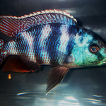 Live Fish African Cichlid Milimo Hap VC-10 (PLACIDOCHROMIS MILOMO) (CHD-138) U042
