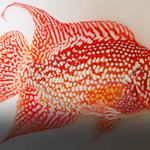 Live Fish American Cichlid SUPER RED TEXAS Fry 1.00-2.00 inch (CHD-049)