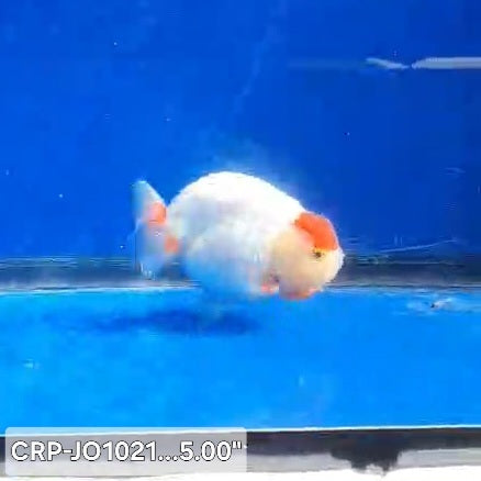 Thai Premium Jumbo Tancho 5.00 inch Body Lionchu Ranchu (CRP-JO1021)