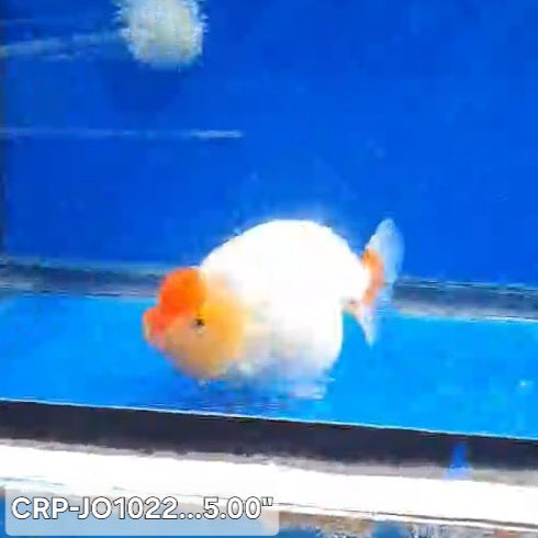 Thai Premium Jumbo Tancho 5.00 inch Body Lionchu Ranchu (CRP-JO1022)