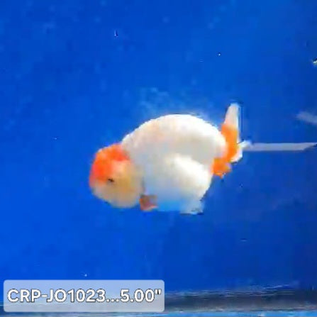 Thai Premium Jumbo Tancho 5.00 inch Body Lionchu Ranchu (CRP-JO1023)