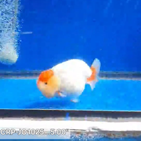 Thai Premium Jumbo Tancho 5.00 inch Body Lionchu Ranchu (CRP-JO1025)