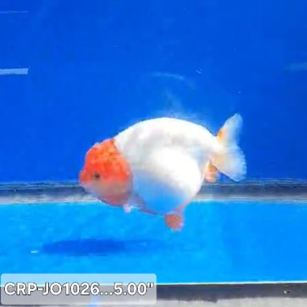 Thai Premium Jumbo Tancho 5.00 inch Body Lionchu Ranchu (CRP-JO1026)