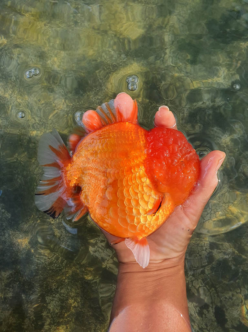 Thai Jumbo Red Tiger Calico Oranda 4.50" Body (CRP-JO1109)BLUETUB2