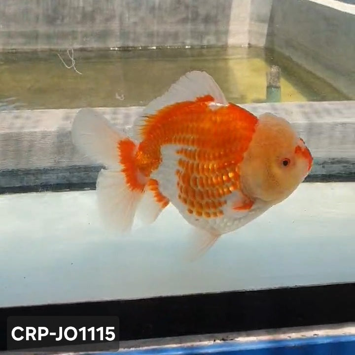 Thai Jumbo Polka Dot Oranda 4.50 inch Body Giant Breed (CRP-JO1115)