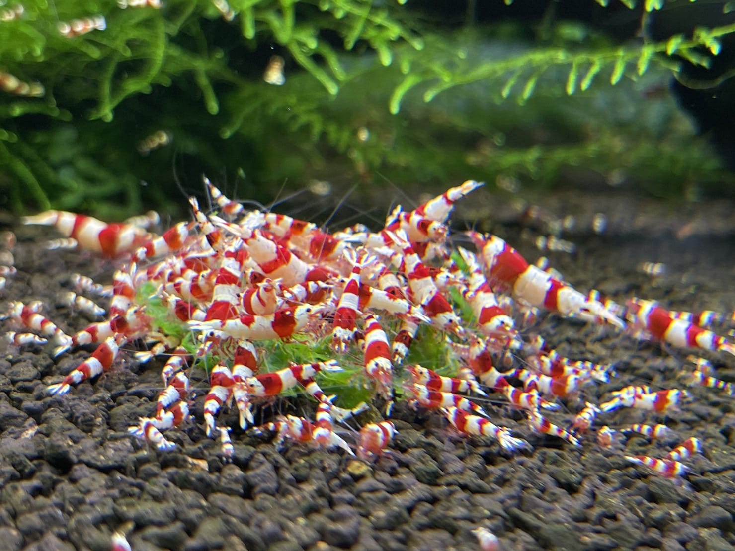 Live Freshwater Aquarium Shrimp Crystal Red Shrimp (Caridina