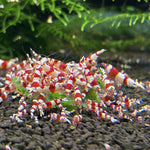 Live Freshwater Aquarium Shrimp Crystal Red Shrimp (Caridina)