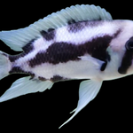 Black Widow Frontosa Cichlid 1.00-2.00 inch