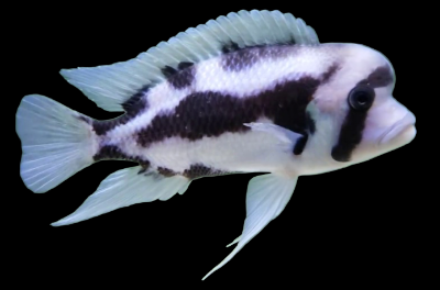 Black Widow Frontosa Cichlid 1.50-2.00 inch