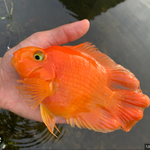 Live Freshwater Aquarium Red Blood Parrot American Hybrid Cichlid (Cichlasoma Sp.)(TROP-100)