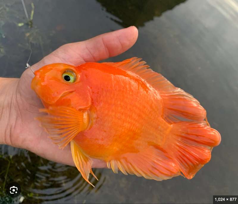 Live Freshwater Aquarium Red Blood Parrot American Hybrid Cichlid (Cichlasoma Sp.)(TROP-100)