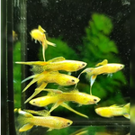 Cobra Gold Lace Double Sword Guppy