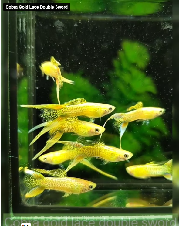 Cobra Gold Lace Double Sword Guppy