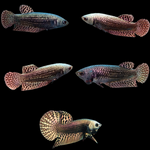 Copper Alien Female Betta