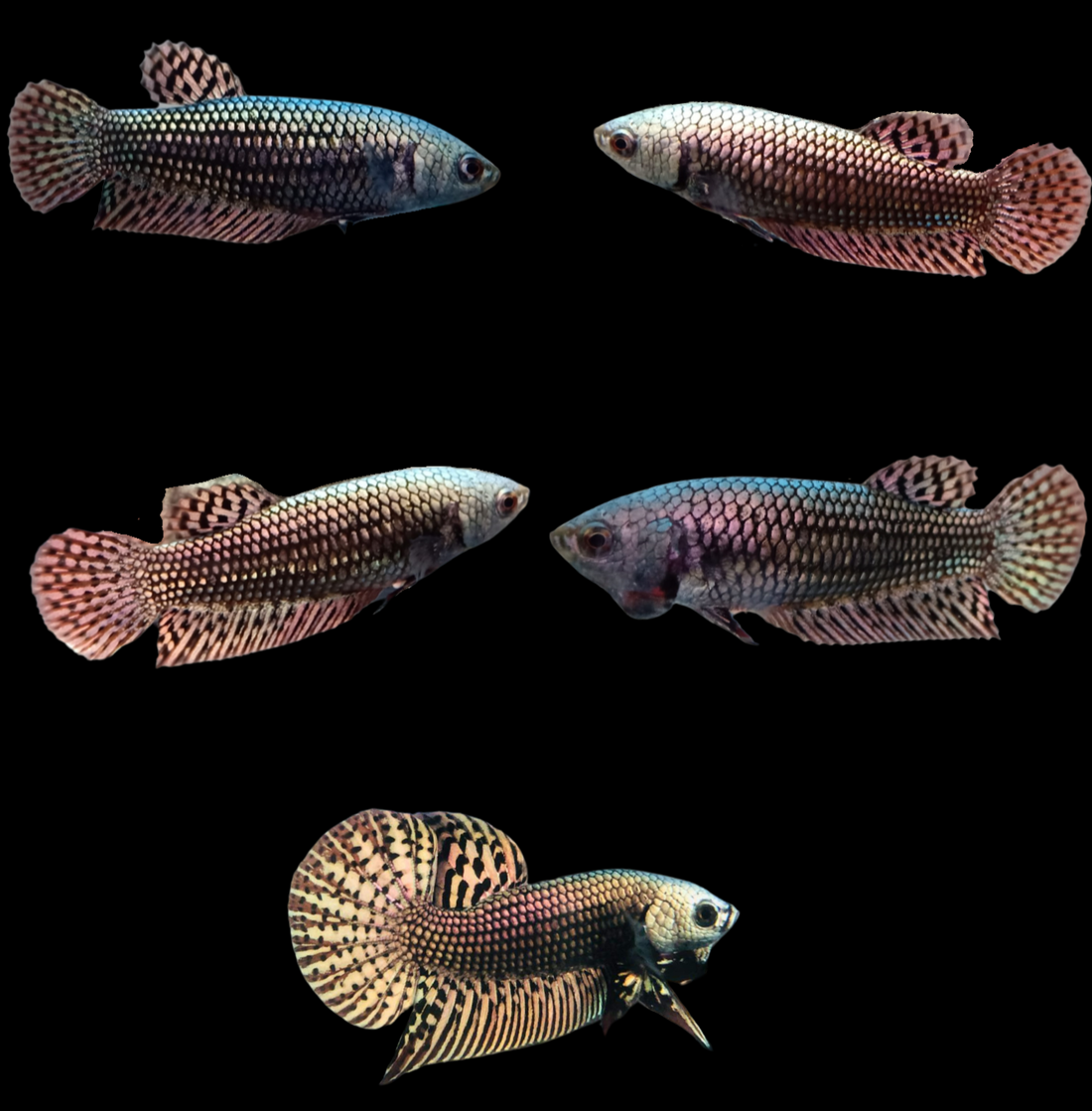 Copper Alien Female Betta