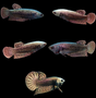 Copper Alien Female Betta