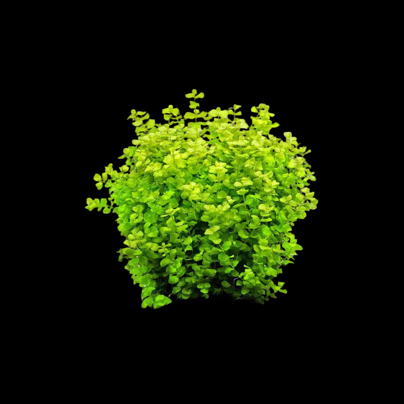 LYSIMACHIA NUMMULARIA ( LLOYDIELLA)