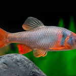 RED SHINER (Cyprinella lutrensis)