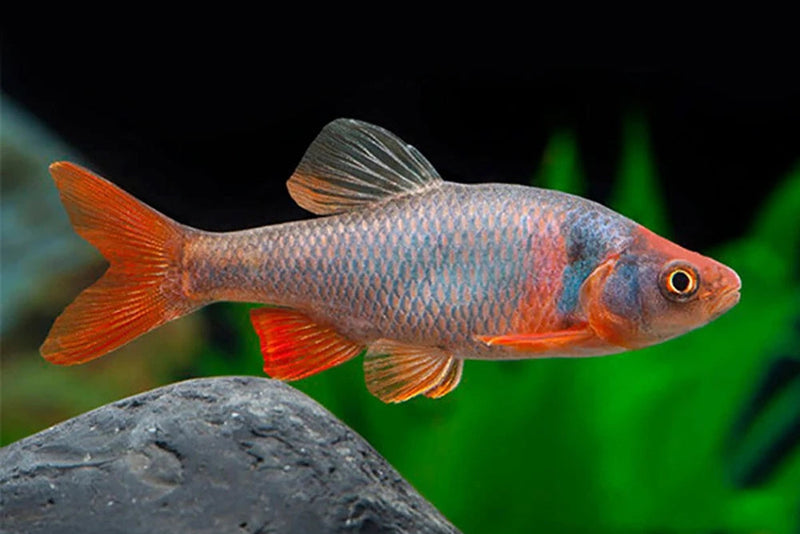 RED SHINER (Cyprinella lutrensis)