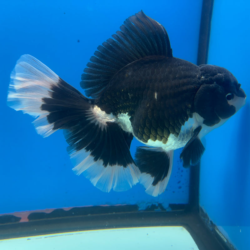 Thai Oranda Orchid Tail Panda 4.5” Male(BIN-CK-1068)SHOWTANK2