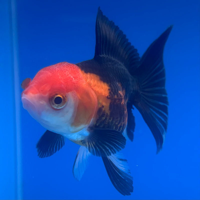 Thai Oranda Apache 2.5” Body Female(CK-1255)R3B07