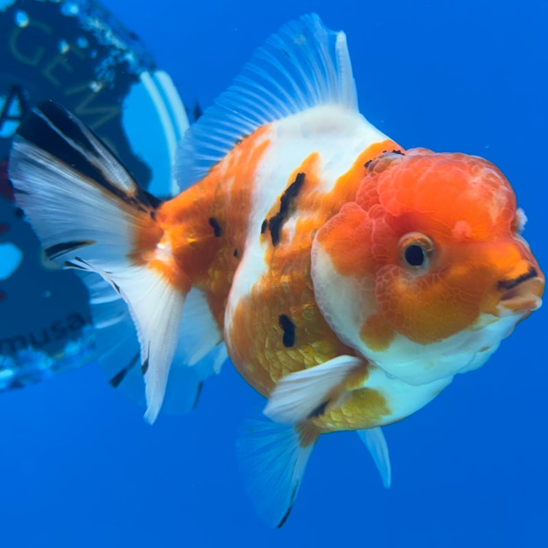 Thai Oranda Tri-Color Calico 3.5” Body Male(QGF-CK-1098)SHOWTANK