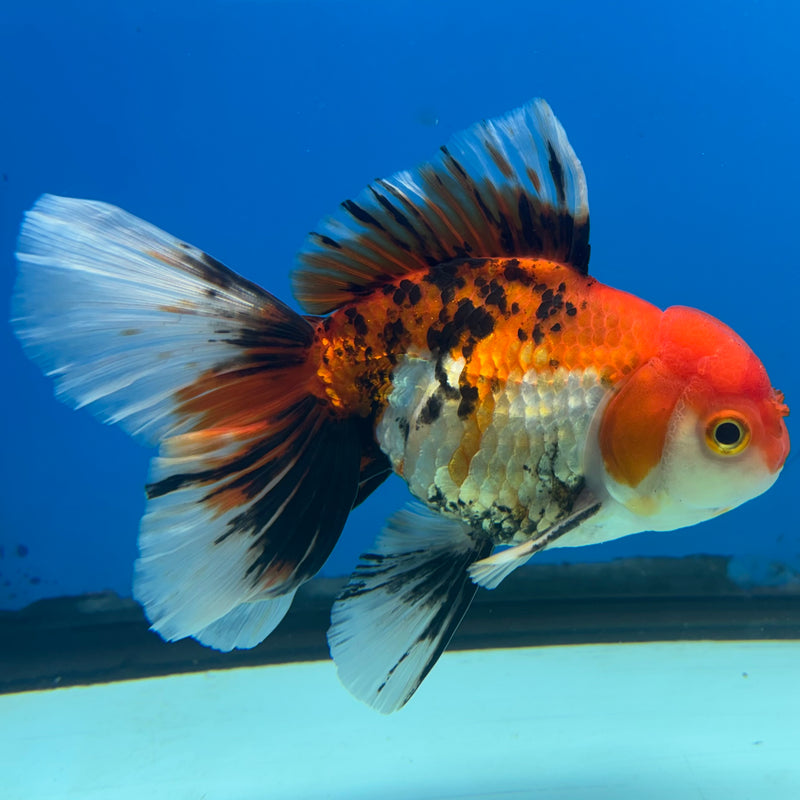 Thai Oranda Apache 3.5” Body Male(CK-1488)R2B19