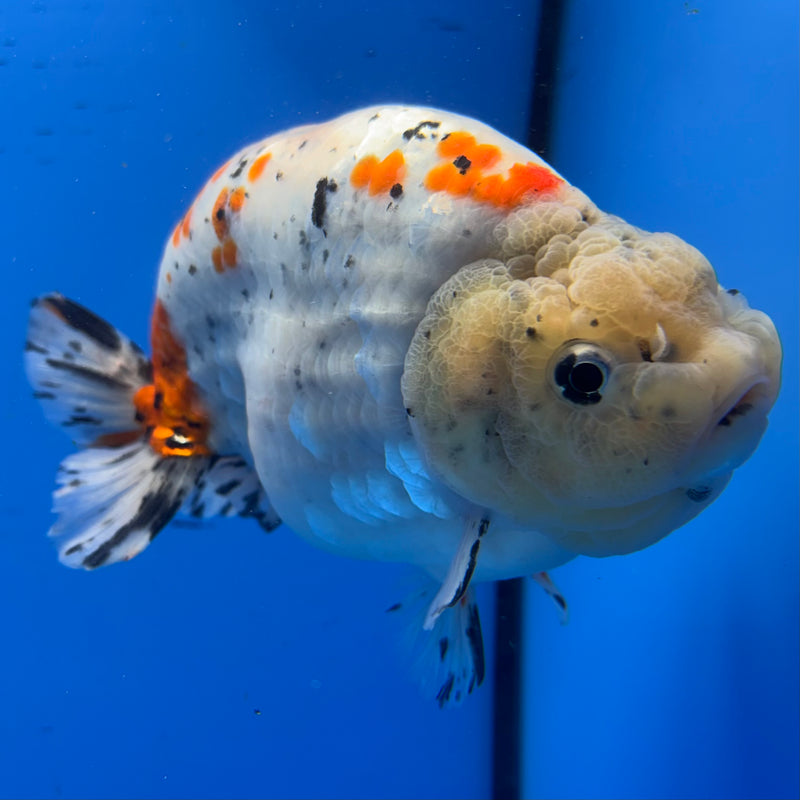 Thai Super Jumbo Calico Ranchu 6” Body Male(CK-CRP-JO1133)