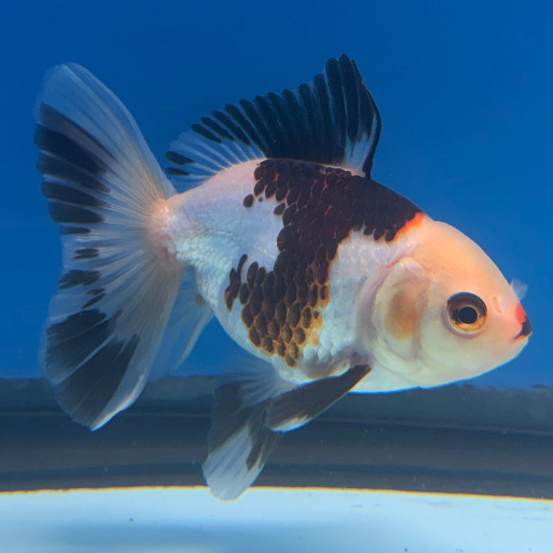 Thai Oranda Panda 3in Female (FEB-322)R2B07