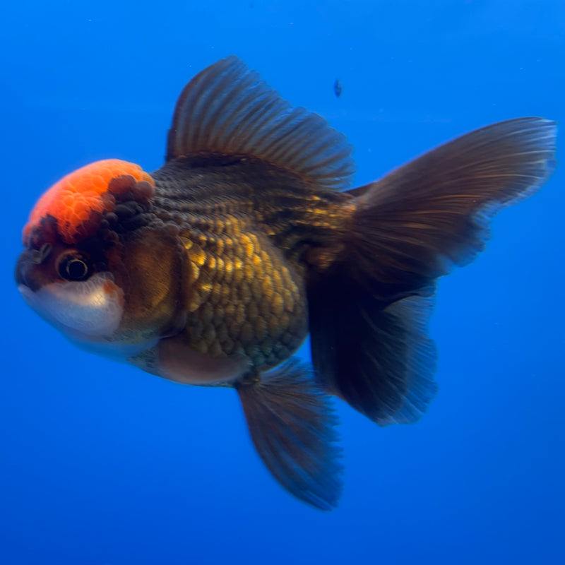 Thai Oranda Black Body Red Cap 3.5” Body Female(CK-728)R1A02