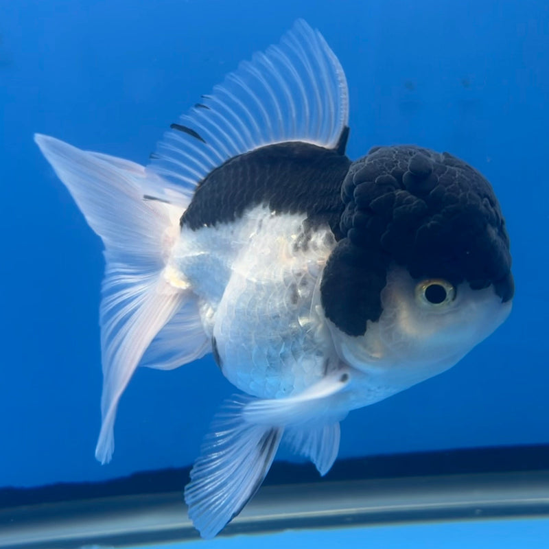 Thai Oranda Panda 3” Body Male(CK-662)R1B11