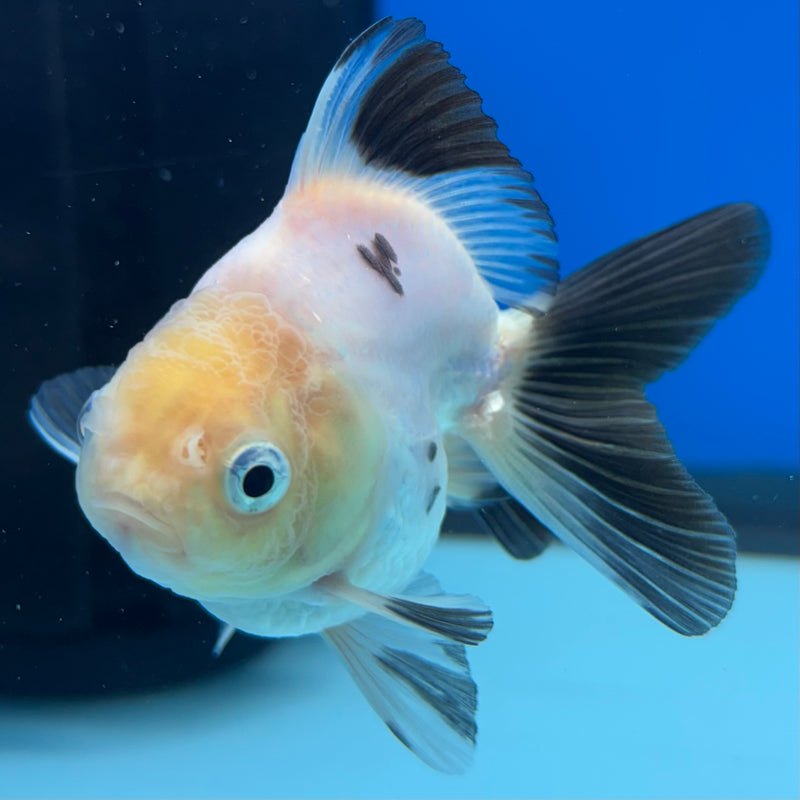 Thai Oranda NOK Lemon Head Panda 2.5” Body Female(NOK-CK-1174)R3B18