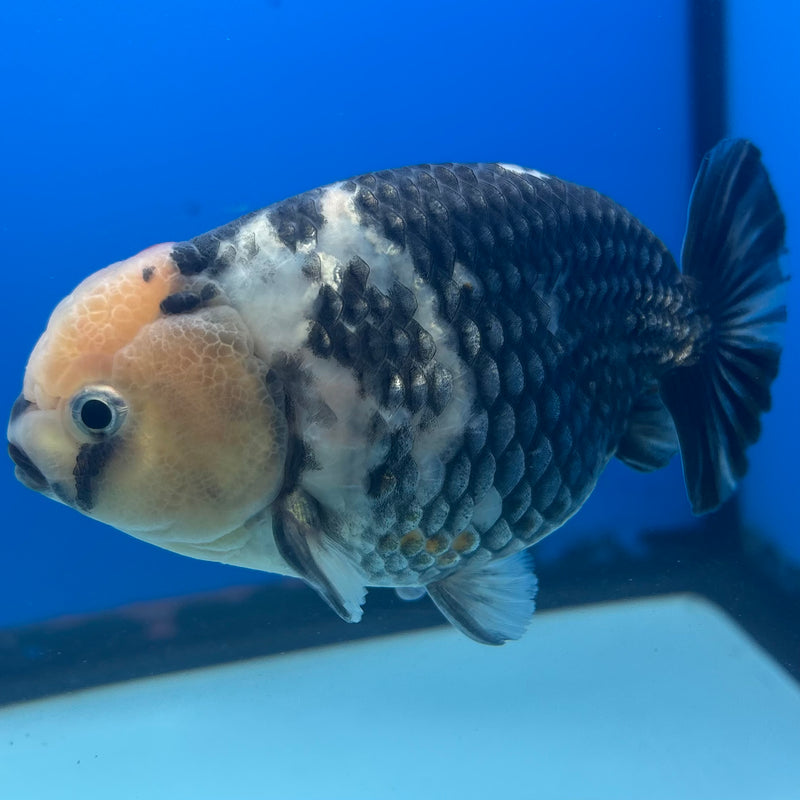 Thai Ranchu Dark Calico 3.5" Body Male(CK-900)R1B10