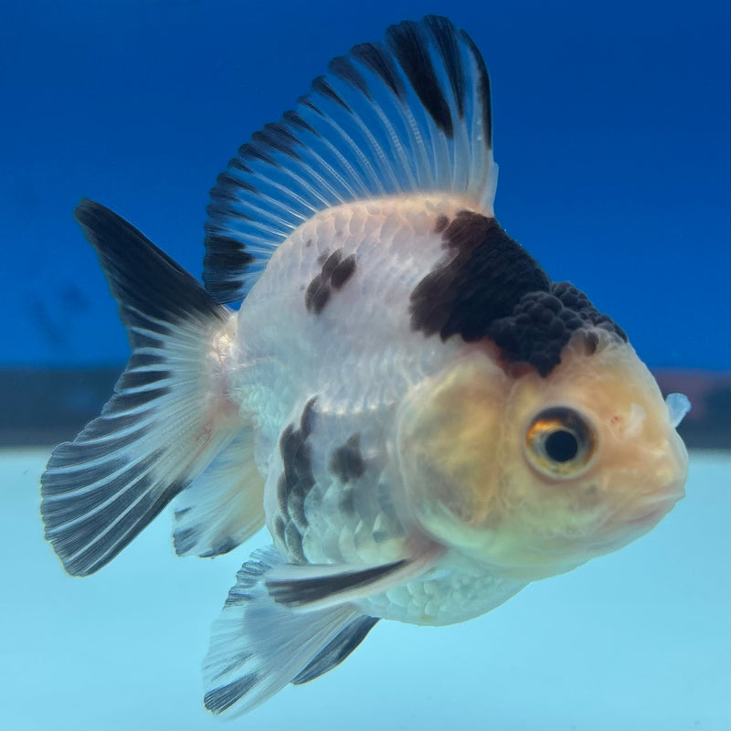 Thai Oranda NOK Panda 2” Body Male(NOK-CK-1188)R3B14
