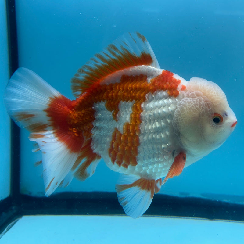 Thai Premium Jumbo Red/White Lemon Head Short Tail Giant Breed 5.00 inch Body Oranda Male (CRP-JO1010)