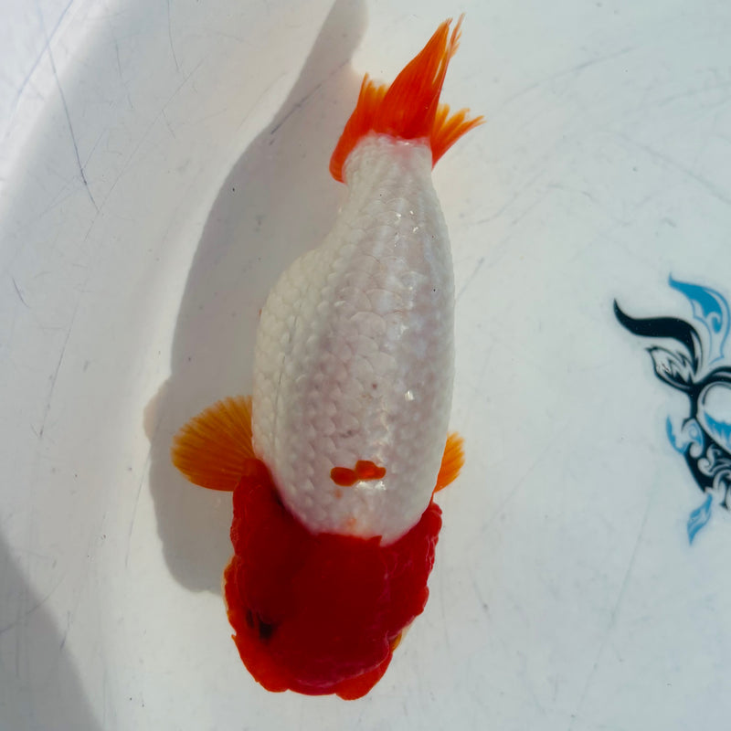 Live Fancy Goldfish Thai Ranchu AA Grade Top View Red & White Ranchu 3.5” Body Male(CK-878)BLUETUB1