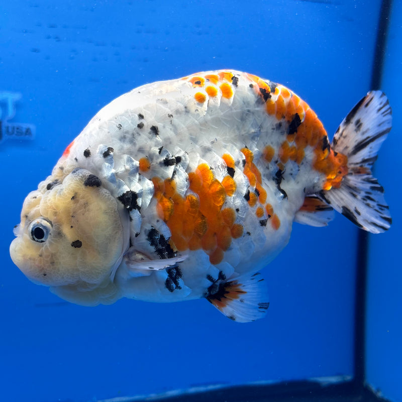 Thai Super Jumbo Calico Ranchu 6” Body Male(CK-CRP-JO1133)