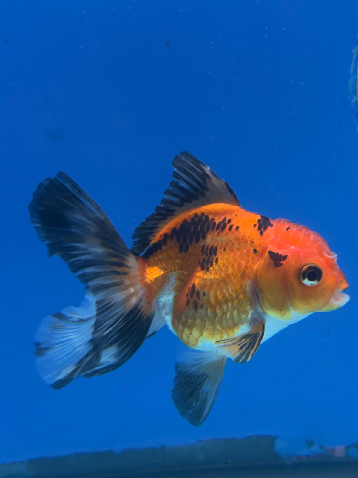 Thai Oranda Apache 3in Female (FEB-325)R2B09