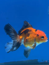 Thai Oranda Apache 3in Female (FEB-325)R2B09