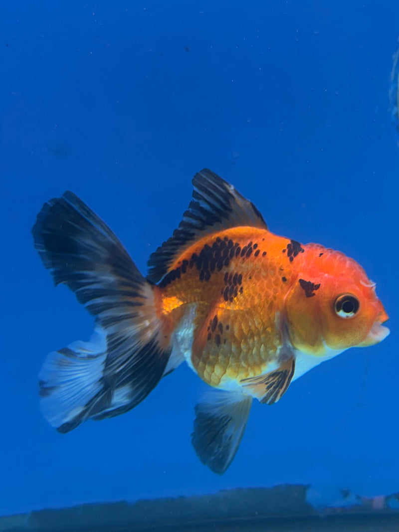 Thai Oranda Apache 3in Female (FEB-325)R2B07